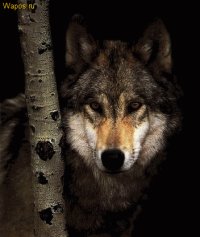 Lone Wolf, 24 января 1993, Оренбург, id74937623